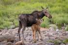 USA-Colorado-Cameron Pass Female moose with calf Art Print